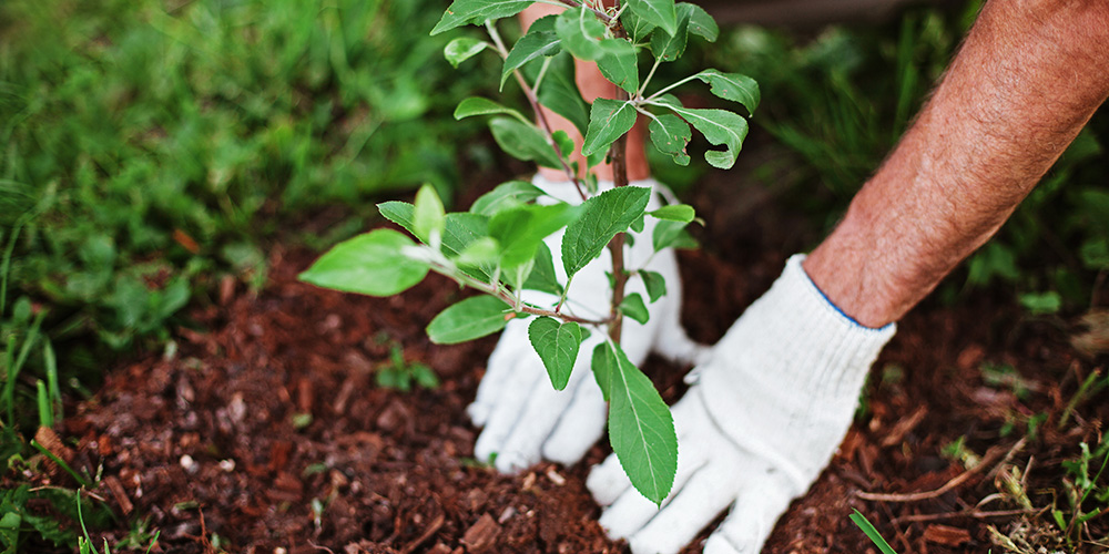 gloved hands planting in the garden